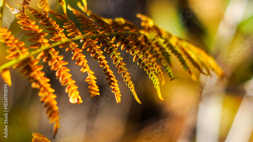 Wallpaper Mural Macro de feuilles de fougère jaunes, en automne Torontodigital.ca