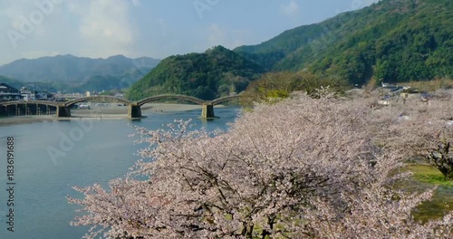 錦川河畔の桜と錦帯橋　錦城橋を歩く　山口県