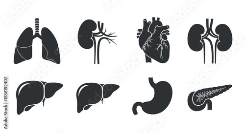 Stunning collection of essential internal human organ silhouettes perfect for medical diagrams and health presentations