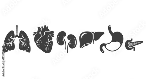 Detailed black and white anatomical illustration of internal organs for medical education or healthcare promotion campaigns that need a clear visual representation