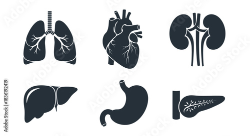 Explore human anatomy with these elegant icons featuring lungs, heart, kidneys, liver, stomach, and pancreas for medical education and healthcare marketing