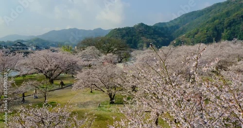 錦川河畔の桜と錦帯橋　錦城橋を歩く　山口県
