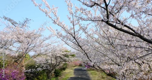 桜咲く開山公園を歩く　愛媛県　
