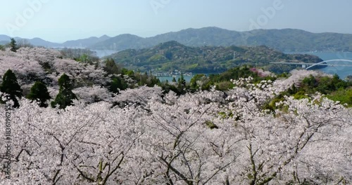 開山公園の桜　愛媛県　パン映像
