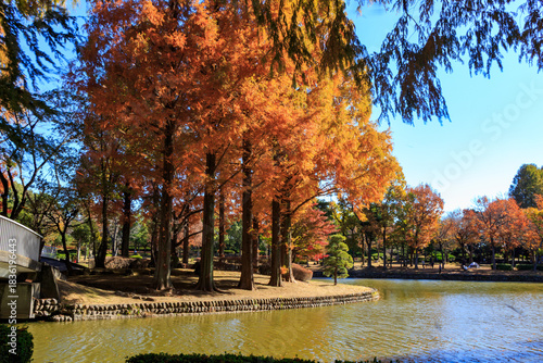 池のある公園のセコイヤ杉