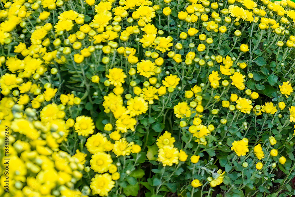 Fototapeta premium Vibrant Close-up Texture of Abundant Yellow Chrysanthemum Flowers and Green Foliage