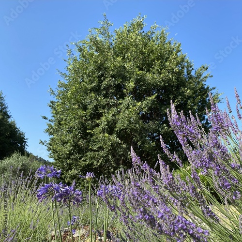 lavender field in provence france