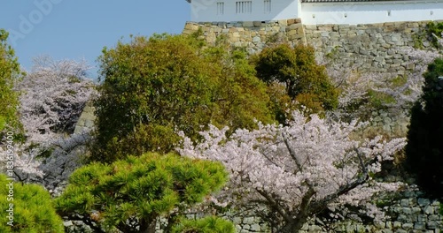 桜咲く明石城の坤櫓　兵庫県　ティルト映像
