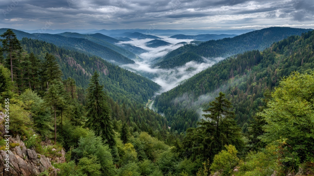 Fototapeta premium Black Forest Hills Landscape With Fog Rolling in Between Dense Evergreen Trees in a Scenic Valley View During Daylight Hours
