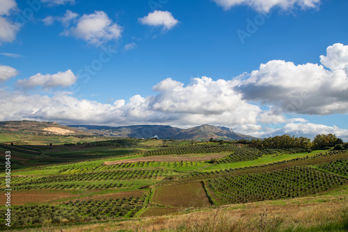 landscape featuring neatly arranged fields and rows of olive trees stretching across rolling hills