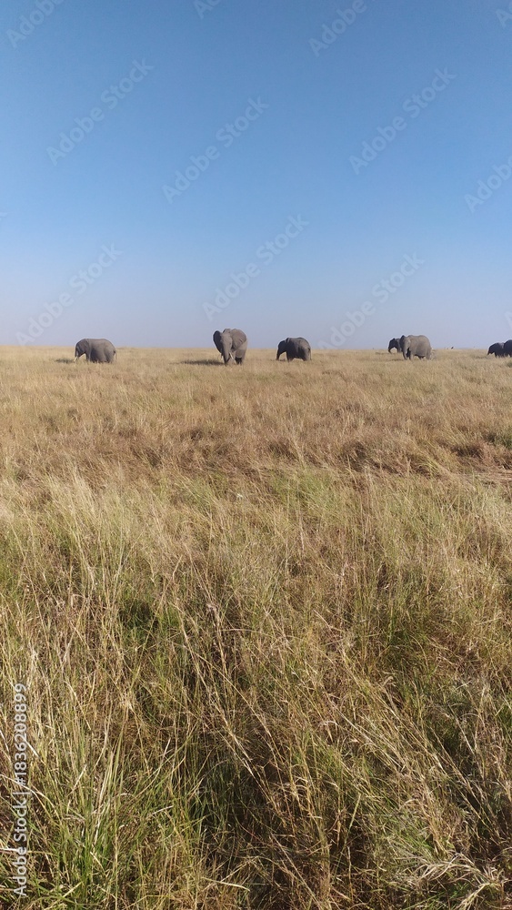 Obraz premium nature