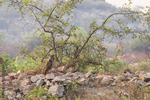 Indian eagle-owl in landscape