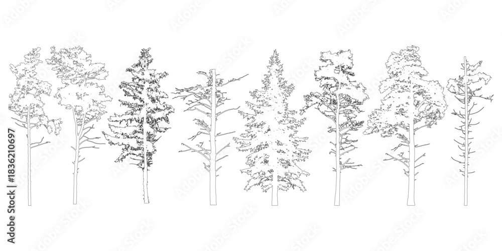 Obraz premium Coniferous evergreen trees with branches knots sticks, contours. Vector illustration