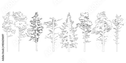 Coniferous evergreen trees with branches knots sticks, contours. Vector illustration