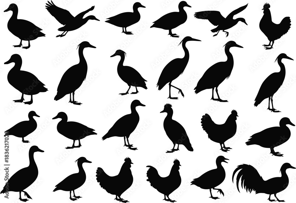 Obraz premium Collection of diverse bird silhouettes including ducks geese cranes and chickens in various poses and actions