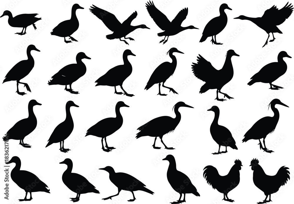 Obraz premium Collection of diverse bird silhouettes in various poses and actions isolated on white background