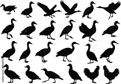 Collection of diverse bird silhouettes in various poses and actions isolated on white background