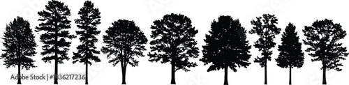 Collection of diverse deciduous and coniferous trees silhouetted against a white background in a horizontal line composition