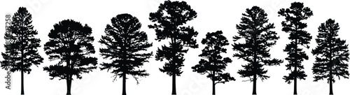 A diverse collection of coniferous evergreen trees silhouetted against a white background in a natural forest landscape