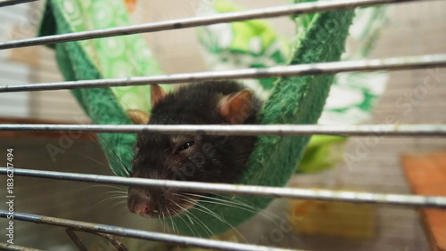 Fancy rat Rattus norvegicus domestica is domesticated form of Rattus norvegicus, brown rat, and most common species of rat kept as a pet. Decorative rat sleeps in a hammock