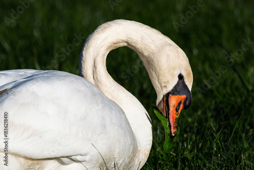 Close up of a Mute Swan feeding on grass and leaves in the Dordogne region of France