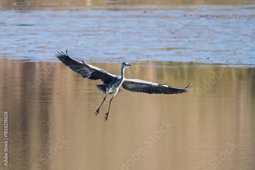 A Grey Heron in flight low over  a lake in the Dordogne region of France