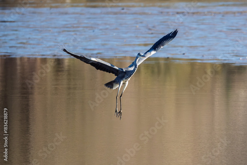 A Grey Heron in flight low over  a lake in the Dordogne region of France