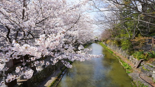 Wallpaper Mural 滋賀・近江八幡　水郷めぐり Torontodigital.ca