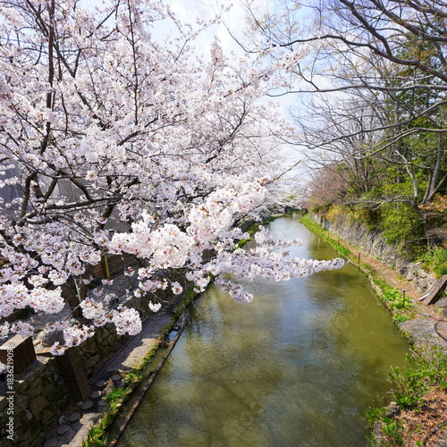 Wallpaper Mural 滋賀・近江八幡　水郷めぐり Torontodigital.ca