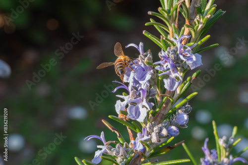 Wallpaper Mural A bee delicately positioned on a sprig of rosemary, gathering nectar from the plant’s small, purple blossoms Torontodigital.ca