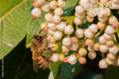 Wallpaper Mural A honeybee delicately positioned amongst clusters of white and pink flower buds, highlighting its natural environment Torontodigital.ca