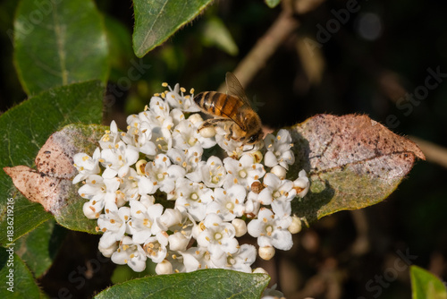 Wallpaper Mural A honeybee delicately positioned amidst a cluster of small white flowers on a leafy branch, highlighting nature's quiet beauty Torontodigital.ca