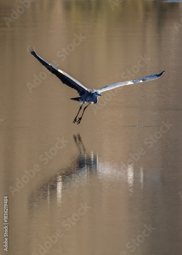 A Grey Heron reflected in the water as it flies low over  a lake in the Dordogne region of France