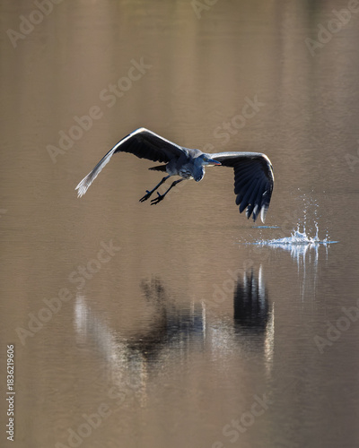 A Grey Heron reflected in the water as it flies low over  a lake in the Dordogne region of France