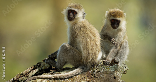 Two vervet monkeys perched on a branch looking at the camera in a natural setting outdoors