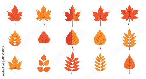 Set of diverse autumn leaves featuring shades of orange, red, and yellow, illustrating the beauty of fall foliage on a white background.