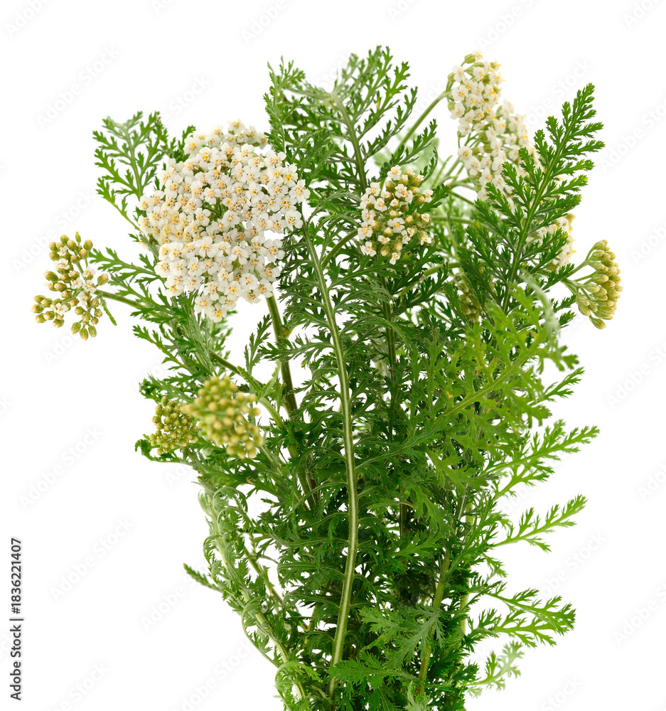 Obraz premium Common Yarrow Plant Bouquet Isolated on White