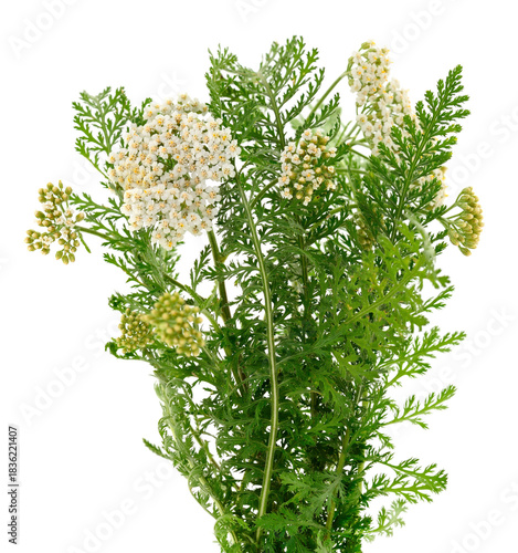 Common Yarrow Plant Bouquet Isolated on White