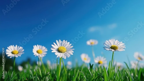 Video A group of daisies growing in a natural setting, perfect for a peaceful or serene atmosphere