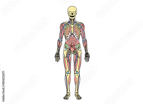 Detailed anatomical illustration of human musculature and skeletal system in pastel colors on a black background showcasing full body with intricate details of muscles and bones