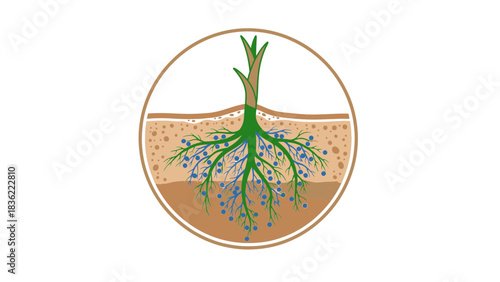 Concept of plant root system development within the soil, crucial for water absorption and nutrient uptake for healthy growth
