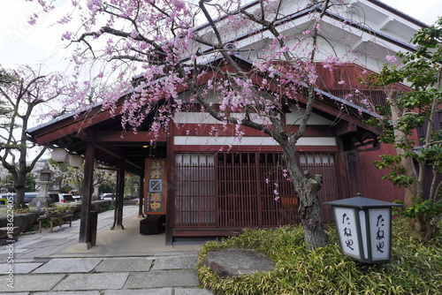 Wallpaper Mural 滋賀・近江八幡　八幡掘の桜 Torontodigital.ca