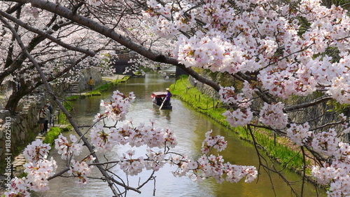 Wallpaper Mural 滋賀・近江八幡　八幡掘の桜 Torontodigital.ca