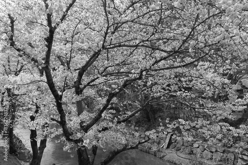 Wallpaper Mural 滋賀・近江八幡　八幡掘の桜 Torontodigital.ca