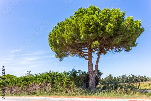 Wallpaper Mural Pin parasol en Provence  Torontodigital.ca