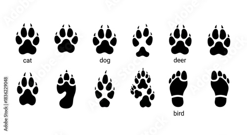 Collection of diverse animal and human footprints illustrated on a white background
