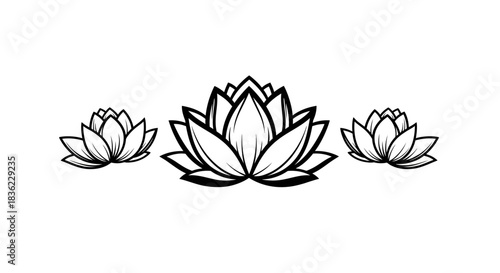 Three elegant black and white lotus flowers in a row