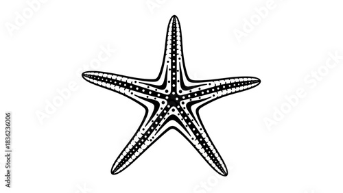 Elegant starfish design for ocean themed projects or coastal home decor accents and striking marine life illustrations