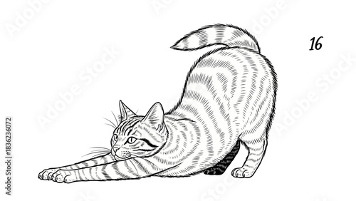 Adorable striped tabby cat stretching out its paws in a playful pose on a white background perfect for pet lovers