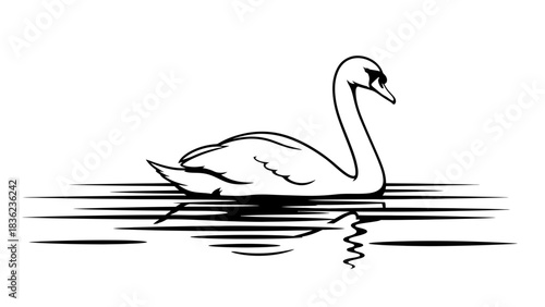 Elegant black and white swan gliding serenely on calm water with its graceful reflection shimmering below